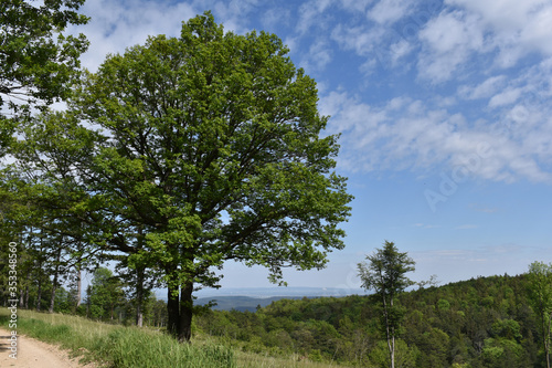 Fototapeta Naklejka Na Ścianę i Meble -  Große, alte Eiche vor blauem Himmel mit Schäfchenwolken vor Hügellandschaft im Frühsommer