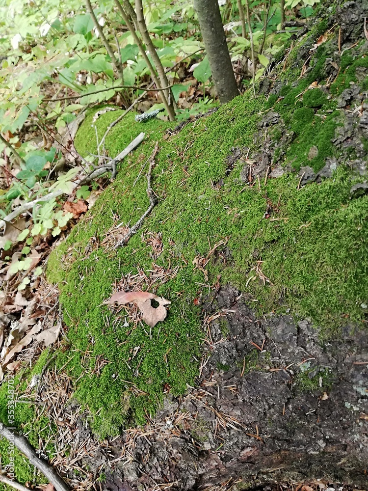 Obraz premium moss covered rocks