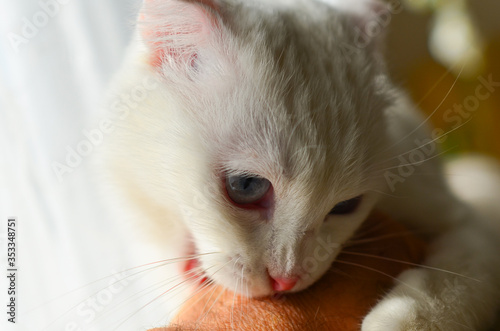 White kitten with blue eyes ovebites a hand