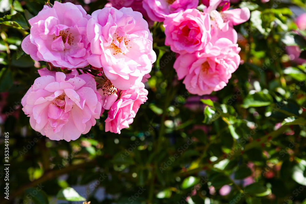 Obraz premium Pink climbing rose closeup.