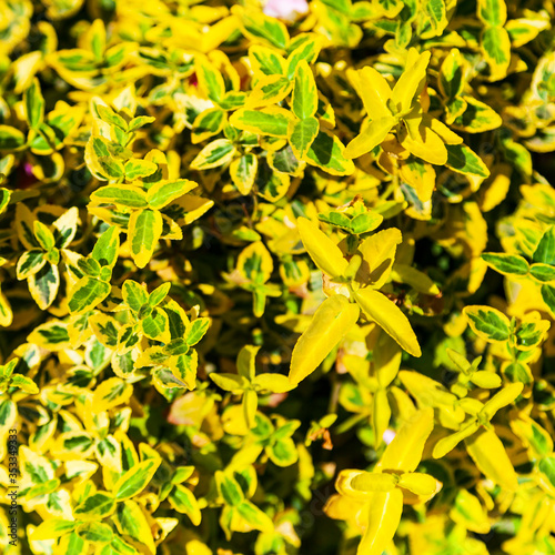 Ornamental plant with yellow and green leaves