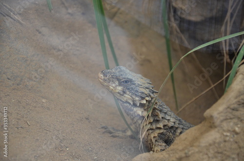 Foto Sungazer, giant girdled lizard or giant dragon lizard or giant zonure (Smaug giganteus, syn