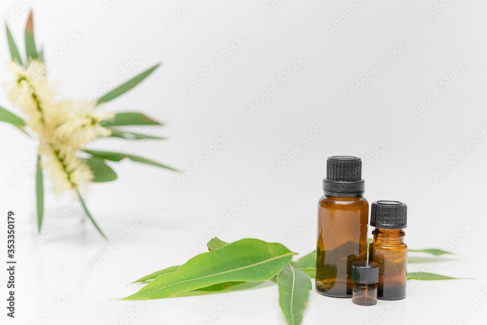 eucalyptus essential oil aroma aromatherapy with gum leaves flowers white background and copy space spa eucalyptus essential oil aroma aromatherapy with gum leaves flowers white background and copy space spa