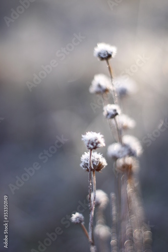 Winter Frozen Macro Shot in the morning © Ruchacz