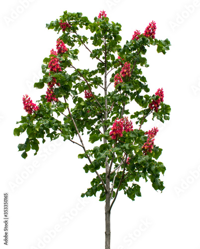 Young green tree chestnut (Aesculus carnea) with bright red flowers. Isolated on white background.