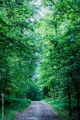 Path in the forest. Relaxing walk in the nature. Close to nature. 