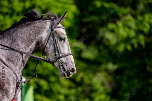 Horse on showjumping competition. Close-up photo. photo