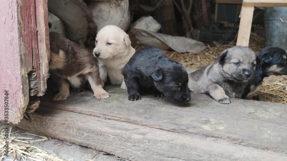 Five cute puppies are playing on the doorstep of the barn. Little dogs are playing and trying to escape from the barn. Close up Five cute puppies are playing on the doorstep of the barn. Little dogs are playing and trying to escape from the barn. Close up