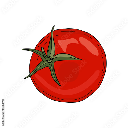 Vector colorful illustration of hand drawn tomato isolated on white background