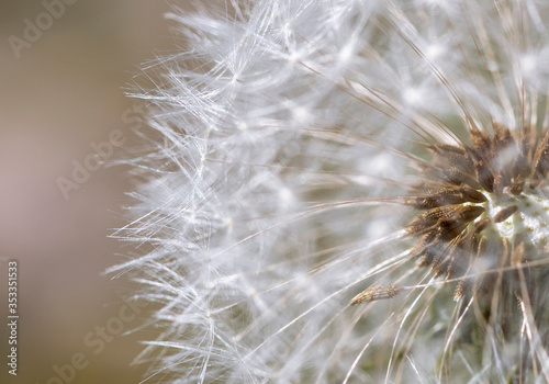  Dandelion close-up on a blurred background.
