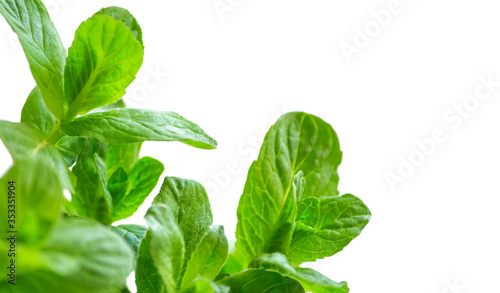 fresh green mint close up isolated on white background with copy space