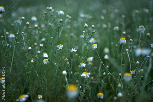 Wide field of Matricaria chamomilla (recutita), known as chamomile, camomile or scented mayweed, is known mostly for its use against gastrointestinal problems or to treat irritation of the skin.
