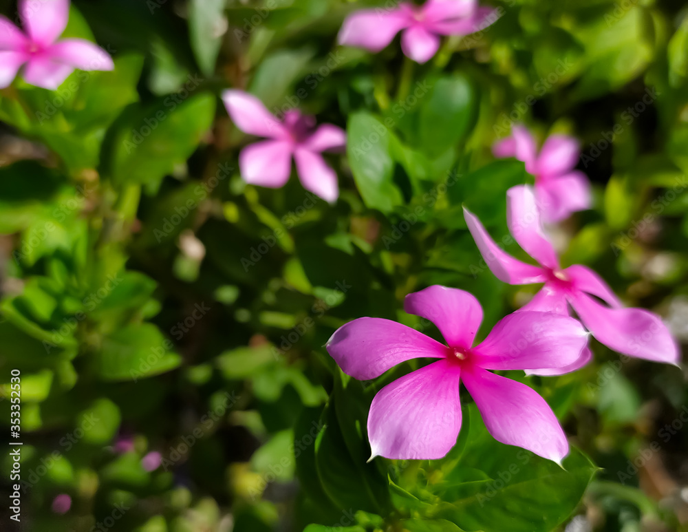 Madagascar periwinkle flower plant benefits in ayurveda for cancer treatment.