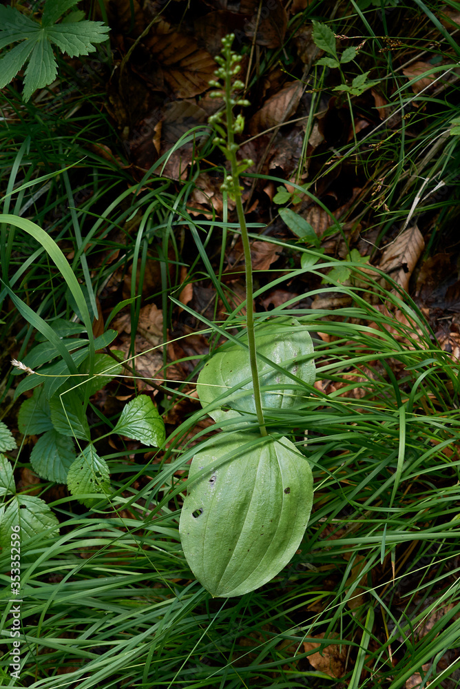 Neottia ovata Neottia ovata
