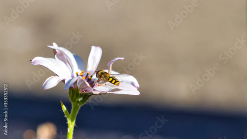Side view of hover fly on a white Cape Rain-daisy, against a blurred two-tone background (beige and blue)