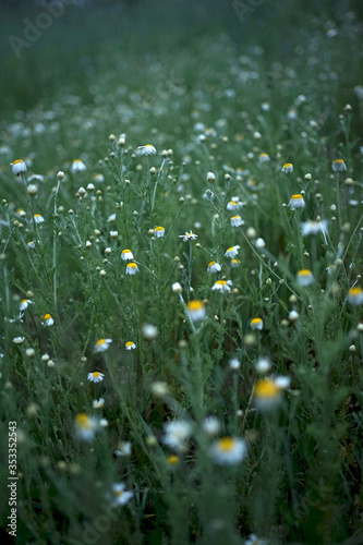 Wide field of Matricaria chamomilla (recutita), known as chamomile, camomile or scented mayweed, is known mostly for its use against gastrointestinal problems or to treat irritation of the skin.
