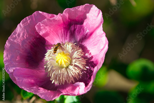 Pink Oilseed Poppy, with a hover fly against a blurred dark and green background