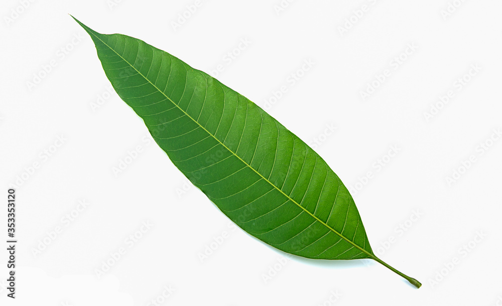 mango leaf on white background,isolated mango leaf on white background,isolated