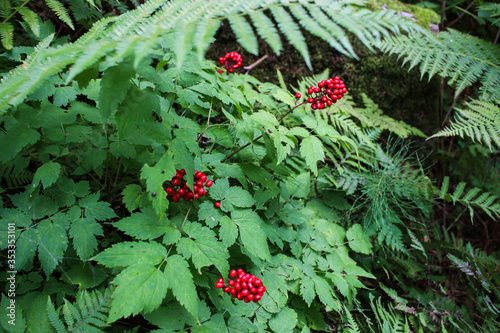 red wild berry in the forest
