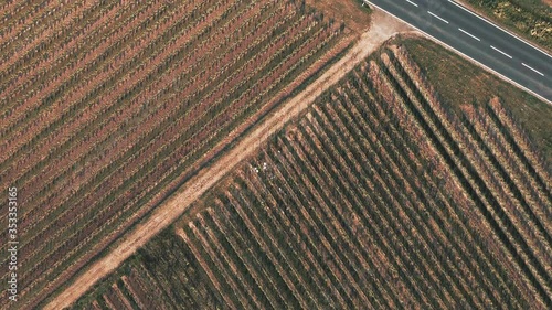 vineyard in southern germany 5