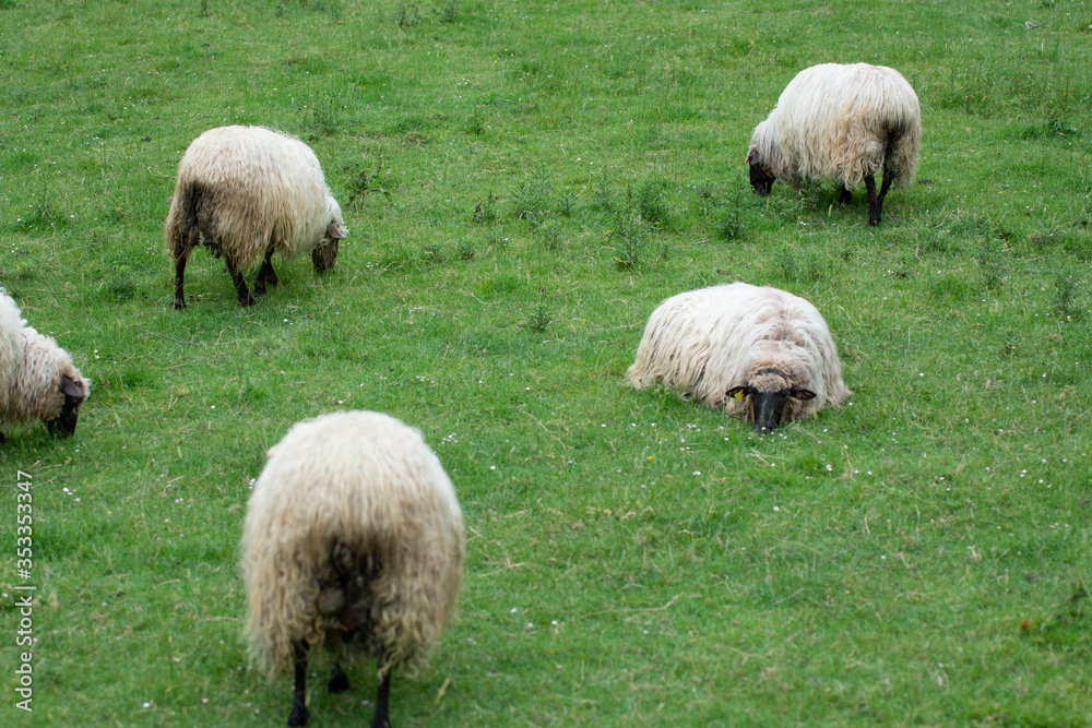 sheeps grazing on the mountains sheeps grazing on the mountains