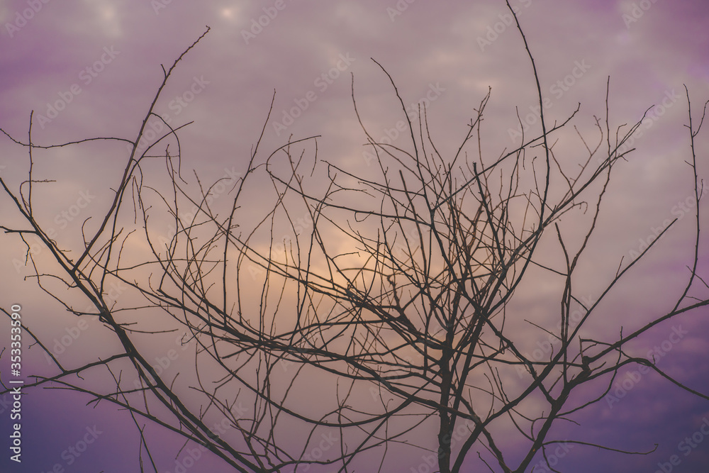 Obraz premium The shadow of the tree looking through the sky