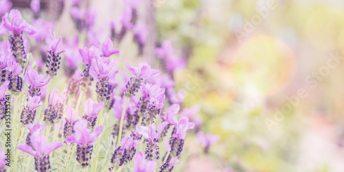 Summertime.  Blooming lavender in a field