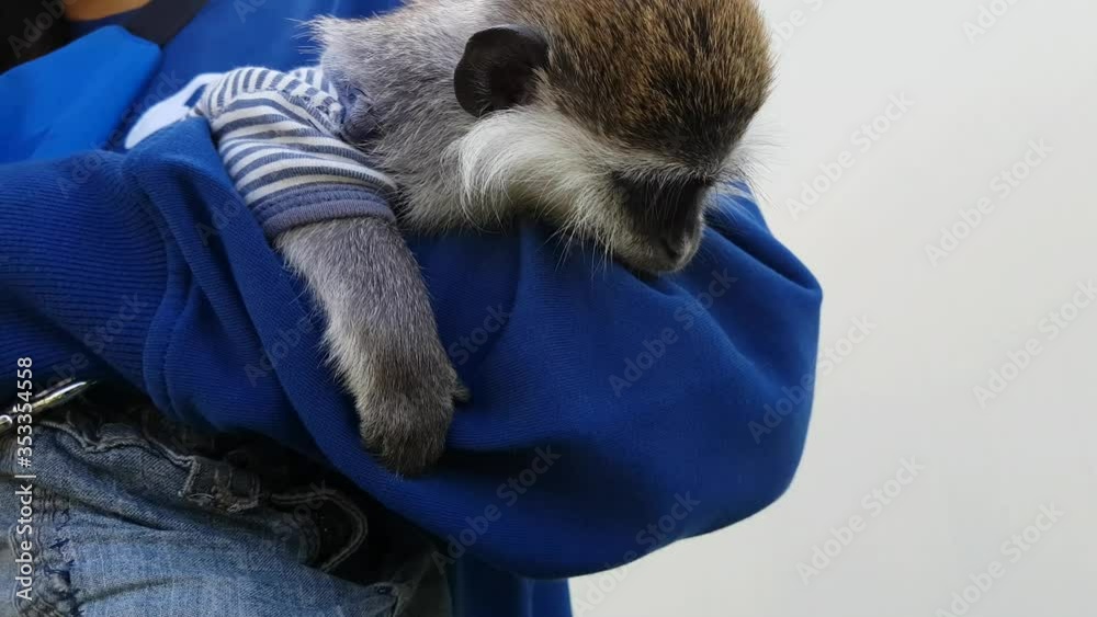 Little monkey resting in the arms of a man