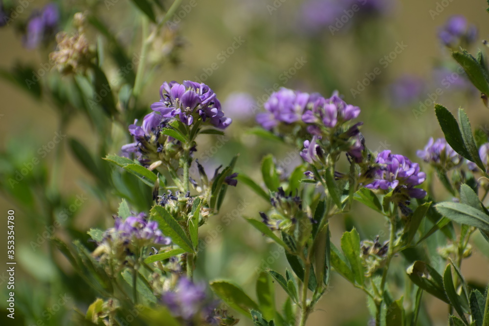 Medicago sativa, alfalfa, lucerne in bloom - close up. Alfalfa is the most cultivated forage legume in the world and has been used as an herbal medicine since ancient times. Medicago sativa, alfalfa, lucerne in bloom - close up. Alfalfa is the most cultivated forage legume in the world and has been used as an herbal medicine since ancient times.
