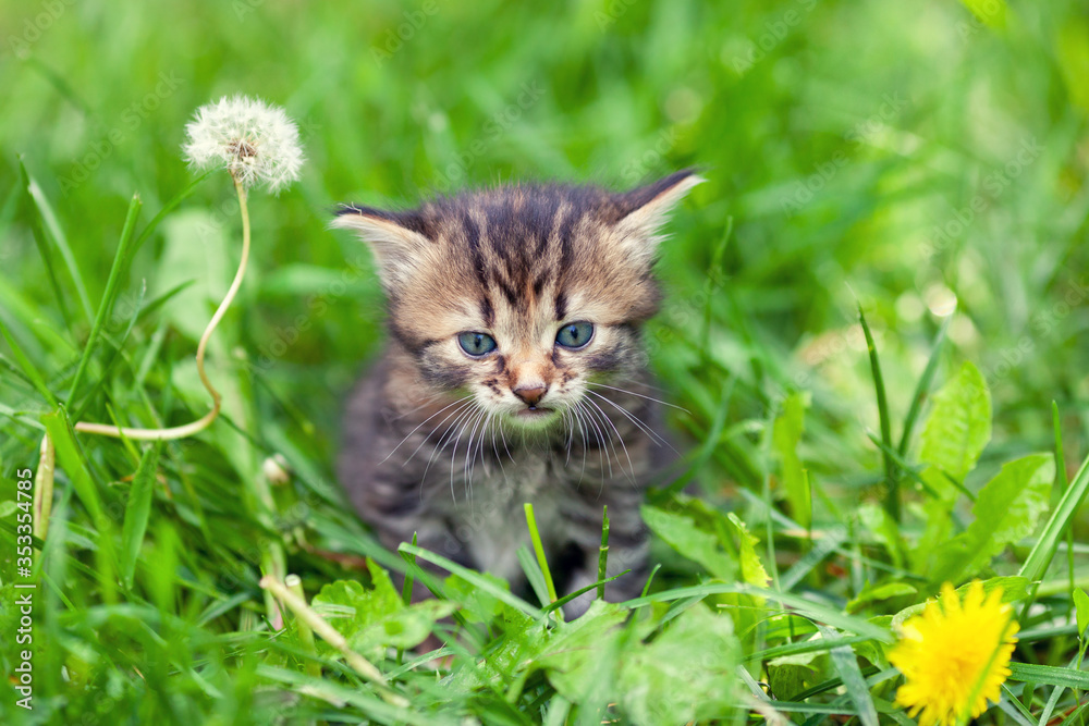 Little kitten sits in grass. Portrait of a cat outdoors