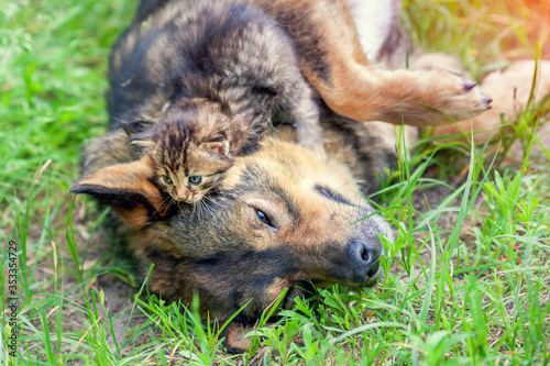 Funny pets. Dog and cat best friends playing together outdoors on the grass. Kitten lies on the dog's head