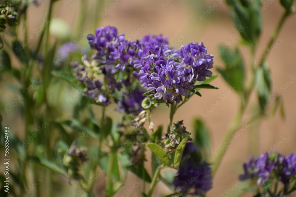 Medicago sativa, alfalfa, lucerne in bloom - close up. Alfalfa is the most cultivated forage legume in the world and has been used as an herbal medicine since ancient times. Medicago sativa, alfalfa, lucerne in bloom - close up. Alfalfa is the most cultivated forage legume in the world and has been used as an herbal medicine since ancient times.