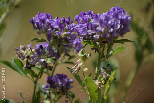 Medicago sativa  alfalfa  lucerne in bloom - close up. Alfalfa is the most cultivated forage legume in the world and has been used as an herbal medicine since ancient times.