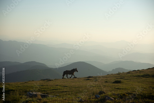 horse running on the mountains