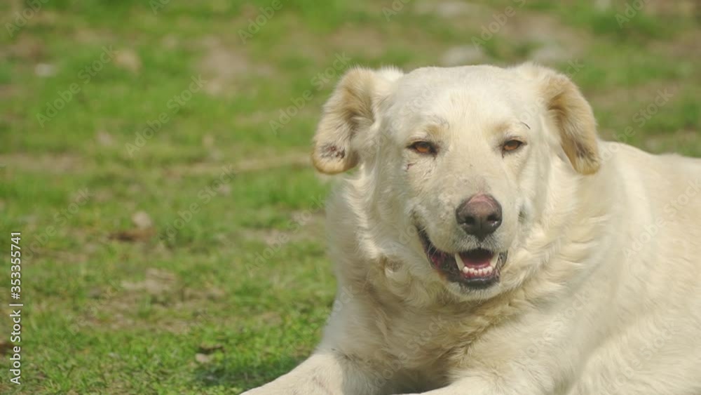 Akbash Dog Basking And Lying On The Green Grass Romania.- close up shot Akbash Dog Basking And Lying On The Green Grass Romania.- close up shot