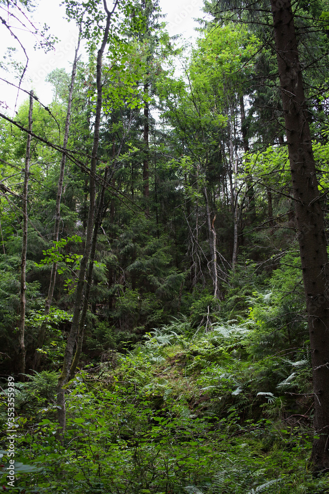 Obraz premium Trails in the dense forest