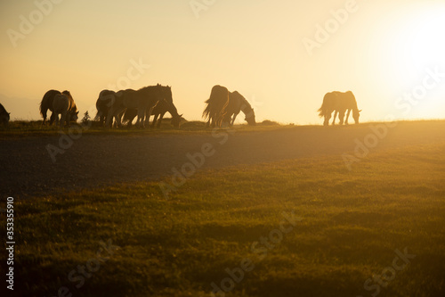 A group of horses walking in the mountains at sunset