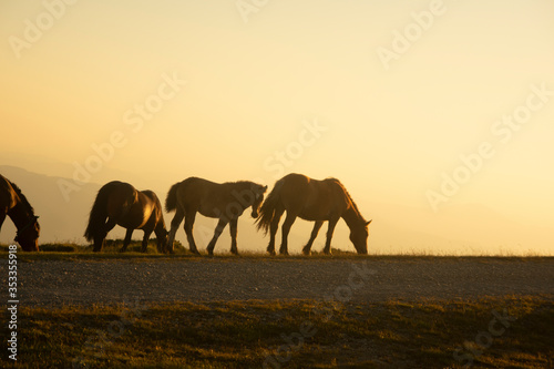 horses grazing on the mountains at sunset