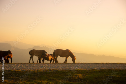 A group of horses walking in the mountains at sunset