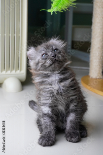 Fotografie black Smoke kitten american curl cat / kitten 3 months old