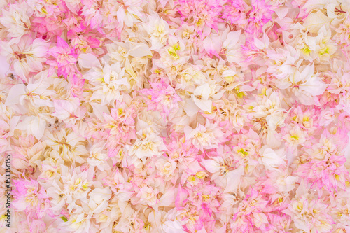 Fototapeta Naklejka Na Ścianę i Meble -  Blossom pink bougainvillea flower background.