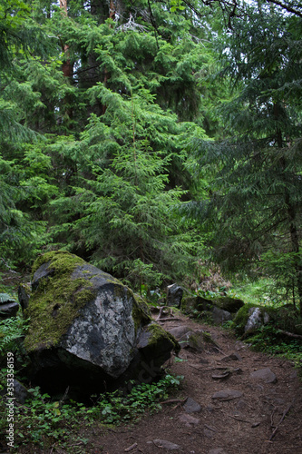 Trails in the dense forest