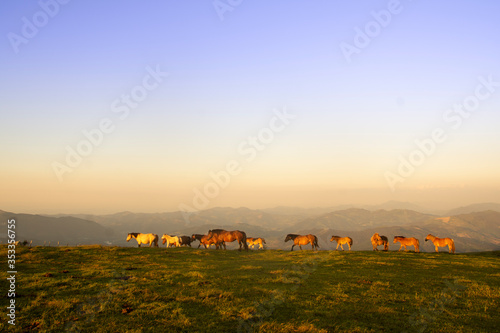 horse group walking in the mountains in basque country, spain photo