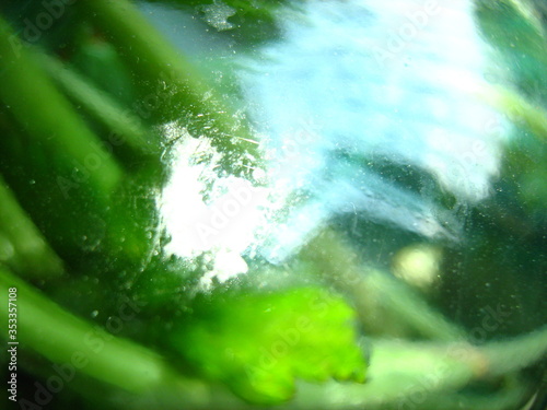 water drops on green leaves