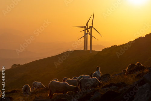 sheep flock in the mountains in the basque country, spain