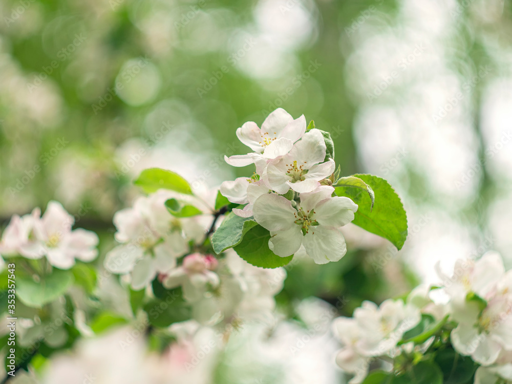 Blooming apple tree. Spring flowering trees. Macro flowers on a vintage Helios lens. Can be used for greeting card. Blooming apple tree. Spring flowering trees. Macro flowers on a vintage Helios lens. Can be used for greeting card.