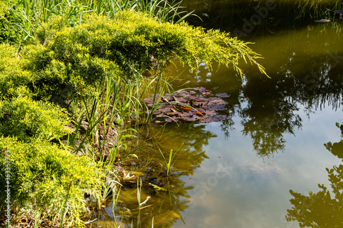 Fototapeta Naklejka Na Ścianę i Meble -  Beautiful garden pond. Branch of golden juniper hangs over water surface.Evergreens are reflected in water. Selective focus. Springtime evergreen landscaped garden. Nature concept for design.