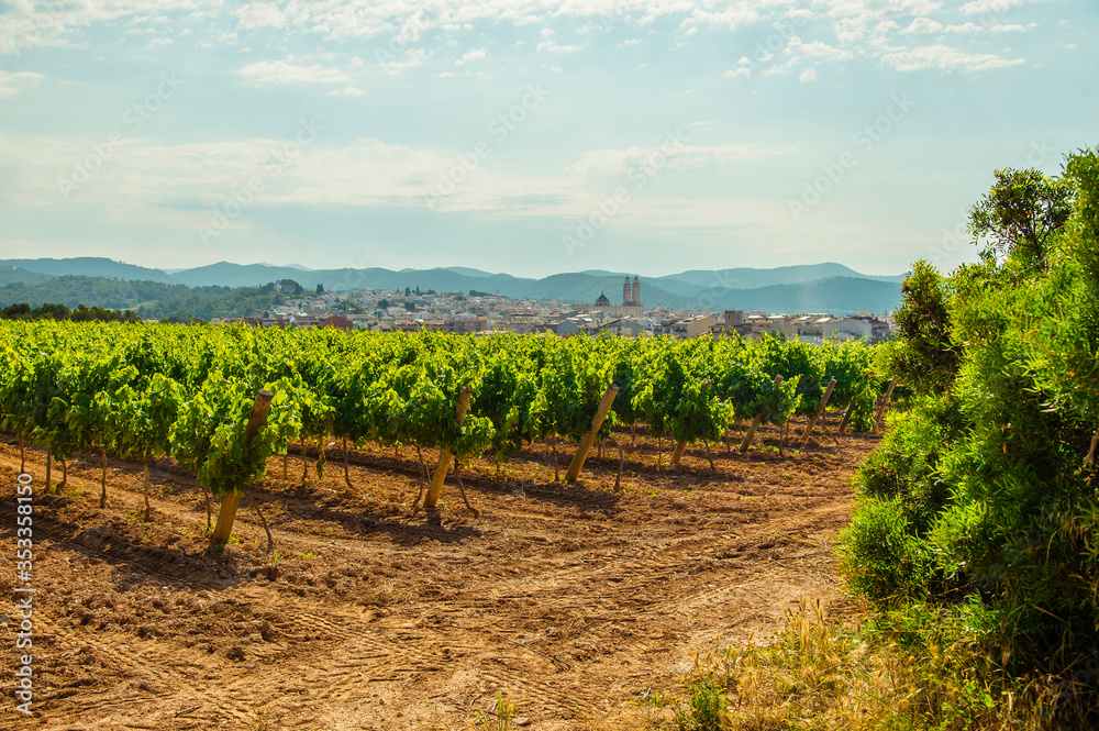 Landscape with vineyards, Garraf, province Barcelona Landscape with vineyards, Garraf, province Barcelona