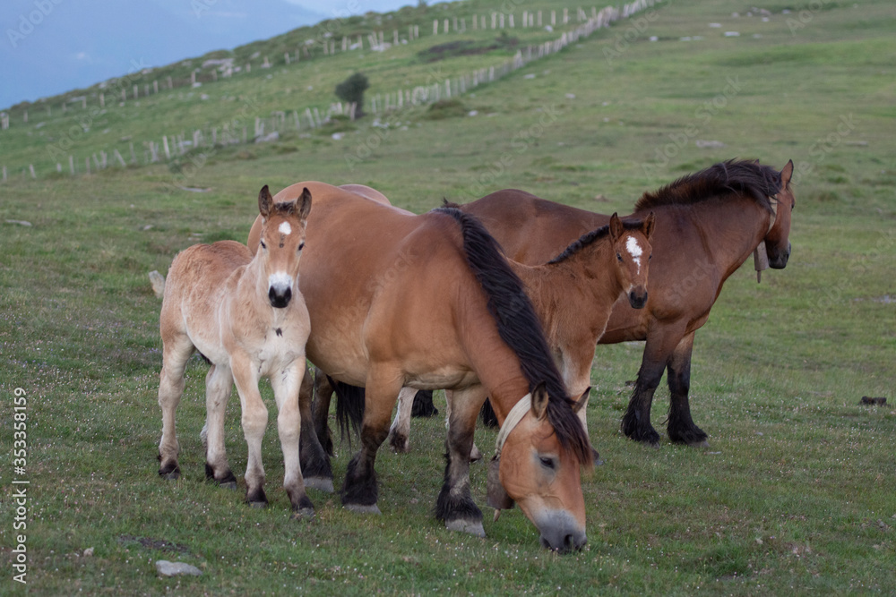 horses in the mountains in the basque country, spain horses in the mountains in the basque country, spain