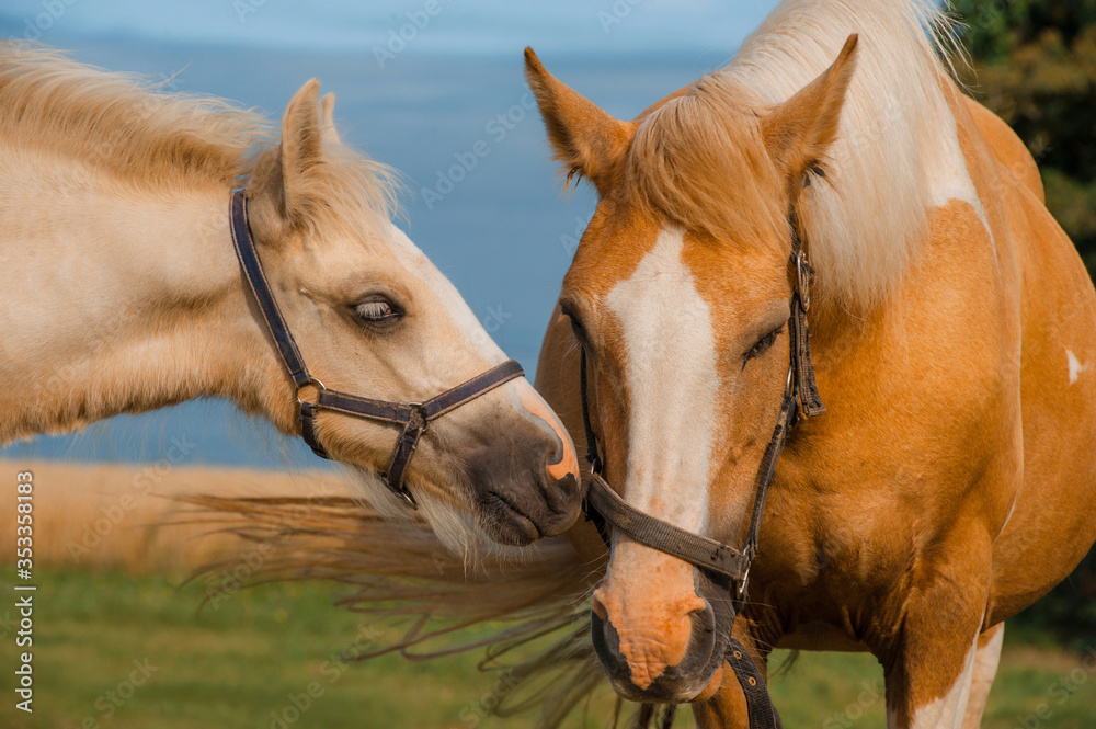 Fototapeta premium Irish cob horse outside